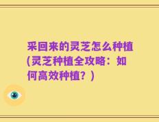 采回来的灵芝怎么种植(灵芝种植全攻略：如何高效种植？)