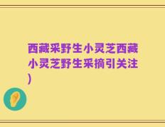 西藏采野生小灵芝西藏小灵芝野生采摘引关注)
