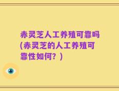 赤灵芝人工养殖可靠吗(赤灵芝的人工养殖可靠性如何？)