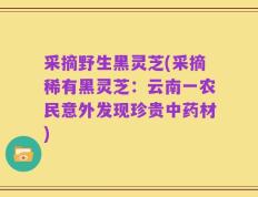 采摘野生黑灵芝(采摘稀有黑灵芝：云南一农民意外发现珍贵中药材)