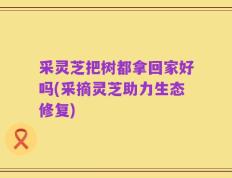 采灵芝把树都拿回家好吗(采摘灵芝助力生态修复)