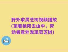 野外求灵芝树视频播放(顶着艳阳去山中，劳动者意外发现灵芝树)