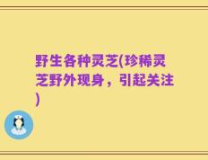 野生各种灵芝(珍稀灵芝野外现身，引起关注)