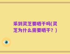 采到灵芝要晒干吗(灵芝为什么需要晒干？)