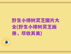 野生小樟树灵芝图片大全(野生小樟树灵芝画册，尽收其美)