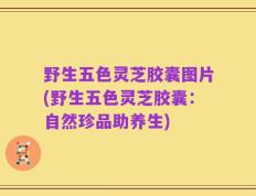 野生五色灵芝胶囊图片(野生五色灵芝胶囊：自然珍品助养生)