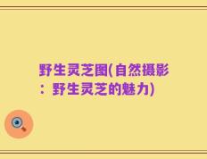 野生灵芝图(自然摄影：野生灵芝的魅力)