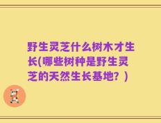 野生灵芝什么树木才生长(哪些树种是野生灵芝的天然生长基地？)