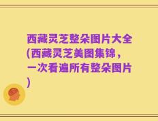 西藏灵芝整朵图片大全(西藏灵芝美图集锦，一次看遍所有整朵图片)
