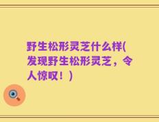 野生松形灵芝什么样(发现野生松形灵芝，令人惊叹！)