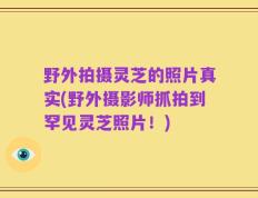 野外拍摄灵芝的照片真实(野外摄影师抓拍到罕见灵芝照片！)