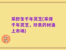 采野生千年灵芝(采得千年灵芝，珍贵药材涌上市场)