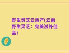 野生灵芝云南产(云南野生灵芝：完美滋补佳品)
