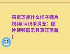 采灵芝是什么样子图片视频(认识采灵芝：图片视频展示其真正面貌)