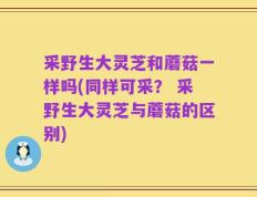 采野生大灵芝和蘑菇一样吗(同样可采？ 采野生大灵芝与蘑菇的区别)