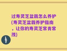 过寿灵芝盆栽怎么养护(寿灵芝盆栽养护指南，让你的寿灵芝常青常茂)
