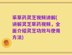采草药灵芝视频讲解(讲解灵芝草药视频，全面介绍灵芝功效与使用方法)