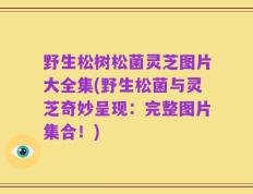 野生松树松菌灵芝图片大全集(野生松菌与灵芝奇妙呈现：完整图片集合！)