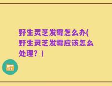 野生灵芝发霉怎么办(野生灵芝发霉应该怎么处理？)