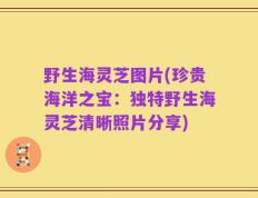 野生海灵芝图片(珍贵海洋之宝：独特野生海灵芝清晰照片分享)