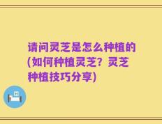 请问灵芝是怎么种植的(如何种植灵芝？灵芝种植技巧分享)