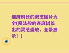 连麻树长的灵芝图片大全(魔法般的连麻树长出的灵芝盛放，全景展示！)