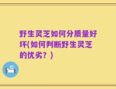 野生灵芝如何分质量好坏(如何判断野生灵芝的优劣？)