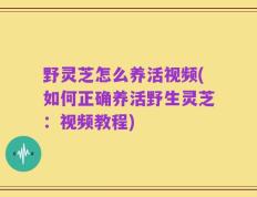 野灵芝怎么养活视频(如何正确养活野生灵芝：视频教程)