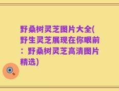 野桑树灵芝图片大全(野生灵芝展现在你眼前：野桑树灵芝高清图片精选)