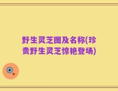 野生灵芝图及名称(珍贵野生灵芝惊艳登场)