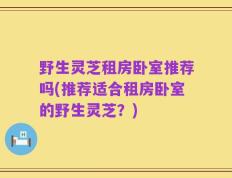 野生灵芝租房卧室推荐吗(推荐适合租房卧室的野生灵芝？)