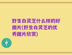 野生白灵芝什么样的好图片(野生白灵芝的优秀图片欣赏)