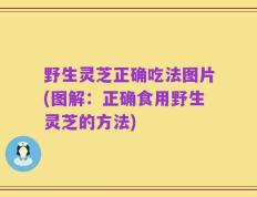 野生灵芝正确吃法图片(图解：正确食用野生灵芝的方法)
