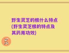野生灵芝的根什么特点(野生灵芝根的特点及其药用功效)