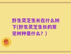 野生灵芝生长在什么树下(野生灵芝生长的常见树种是什么？)