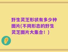 野生灵芝形状有多少种图片(不同形态的野生灵芝图片大集合！)