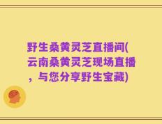 野生桑黄灵芝直播间(云南桑黄灵芝现场直播，与您分享野生宝藏)