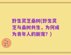 野生灵芝桑树(野生灵芝与桑树共生，为何成为青年人的新宠？)