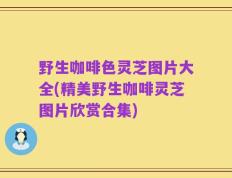 野生咖啡色灵芝图片大全(精美野生咖啡灵芝图片欣赏合集)
