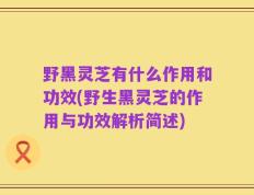 野黑灵芝有什么作用和功效(野生黑灵芝的作用与功效解析简述)