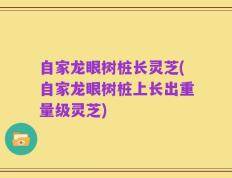 自家龙眼树桩长灵芝(自家龙眼树桩上长出重量级灵芝)