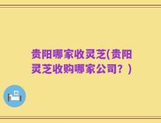 贵阳哪家收灵芝(贵阳灵芝收购哪家公司？)
