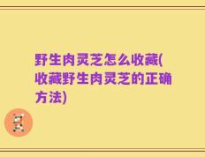 野生肉灵芝怎么收藏(收藏野生肉灵芝的正确方法)