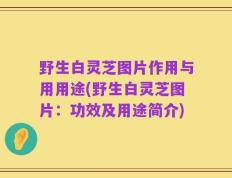 野生白灵芝图片作用与用用途(野生白灵芝图片：功效及用途简介)