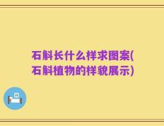 石斛长什么样求图案(石斛植物的样貌展示)