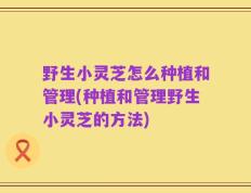 野生小灵芝怎么种植和管理(种植和管理野生小灵芝的方法)