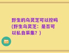 野生的乌灵芝可以挖吗(野生乌灵芝：是否可以私自采集？)