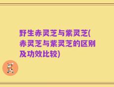 野生赤灵芝与紫灵芝(赤灵芝与紫灵芝的区别及功效比较)
