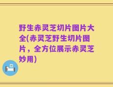 野生赤灵芝切片图片大全(赤灵芝野生切片图片，全方位展示赤灵芝妙用)