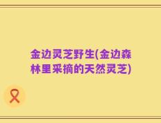 金边灵芝野生(金边森林里采摘的天然灵芝)